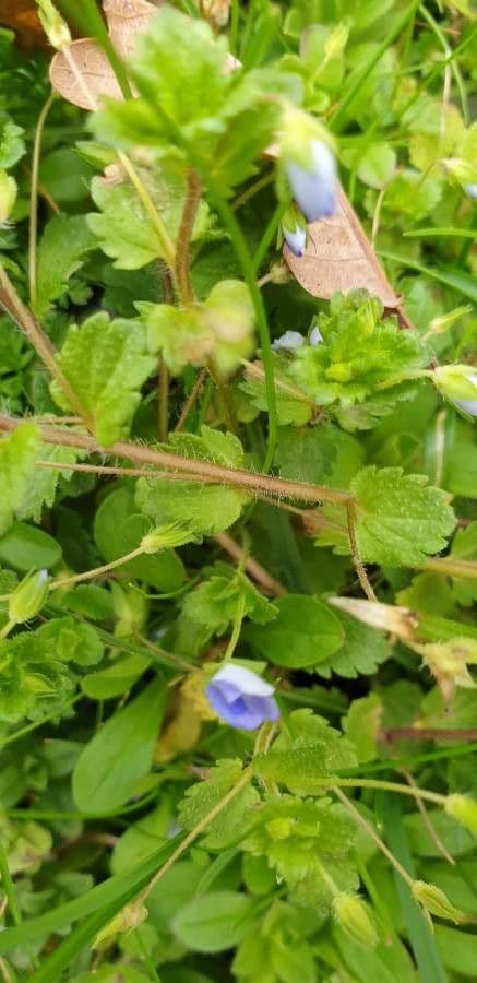 Veronica filiforme