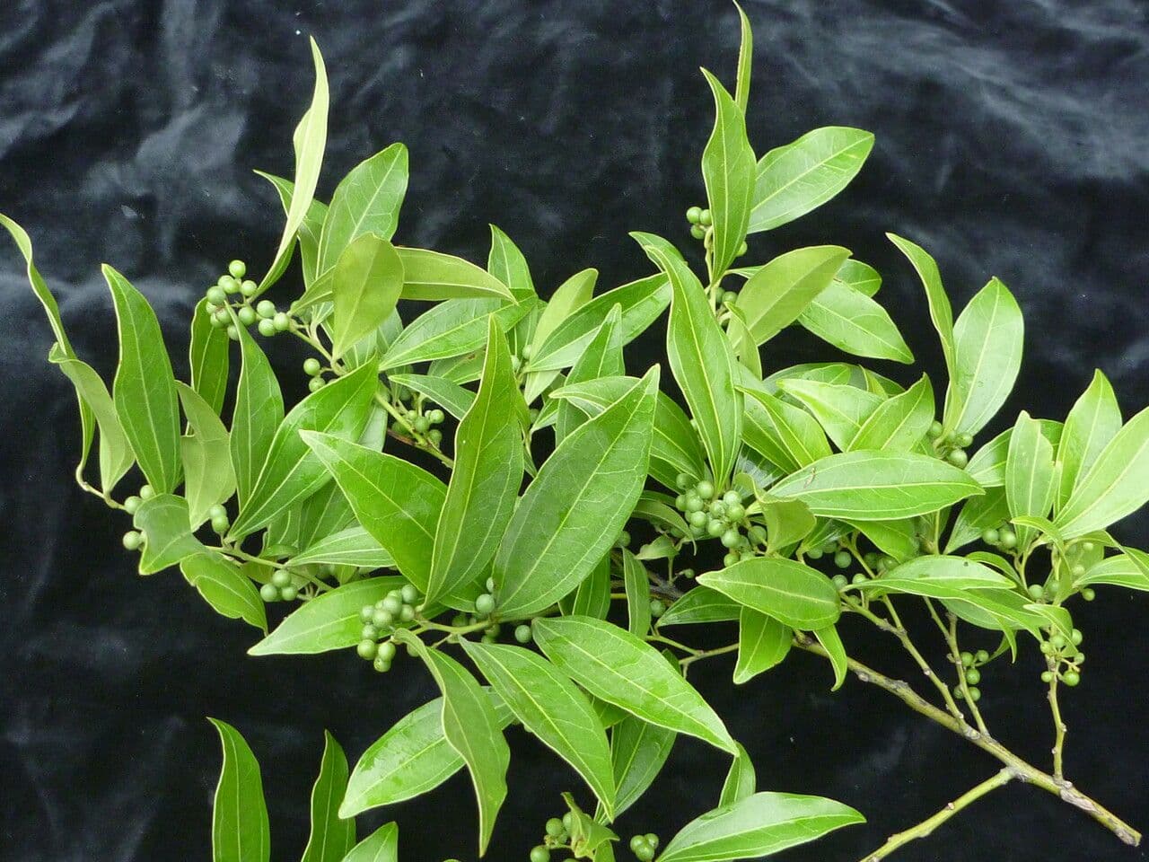 Cocculus 8