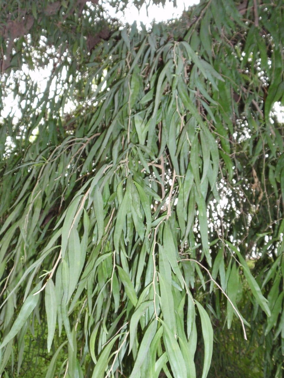 Acanthosyris