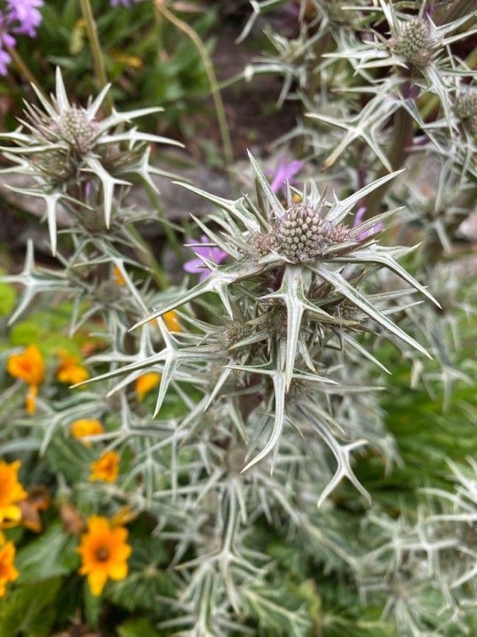 Eryngium glaciale 7