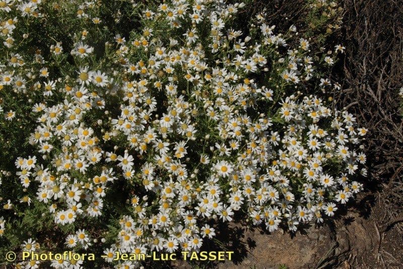 Argyranthemum 6