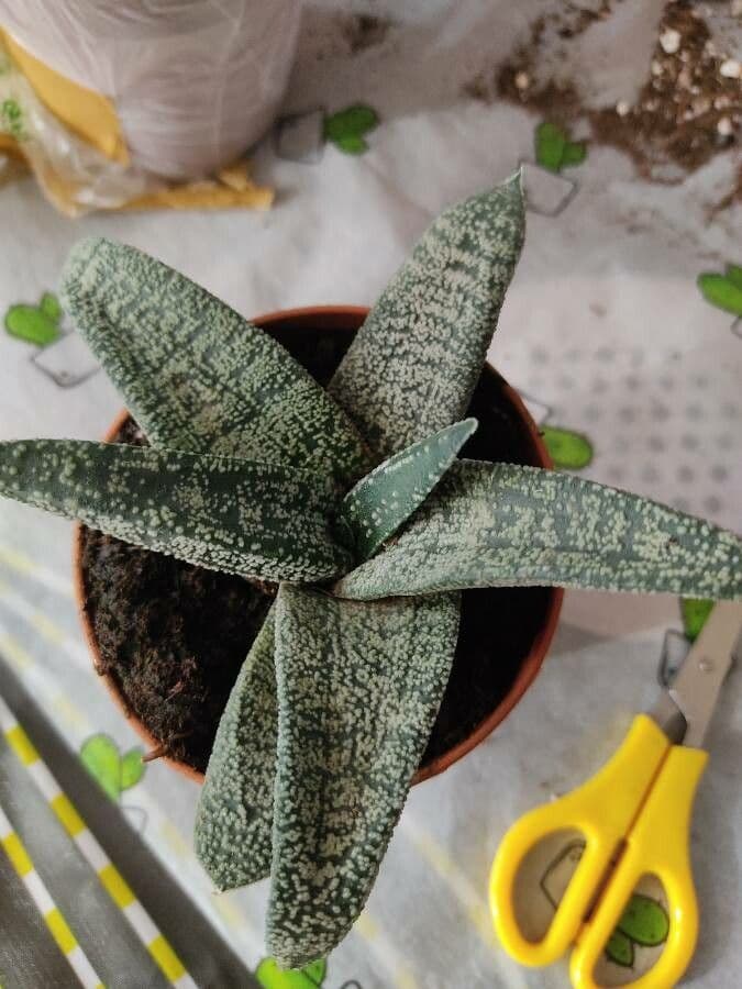 Gasteria 12