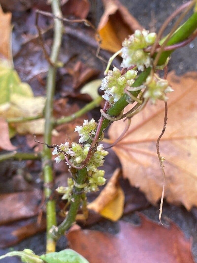 Cuscuta 4