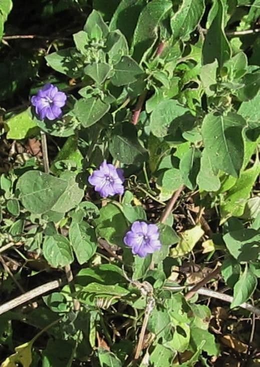 Ruellia 6