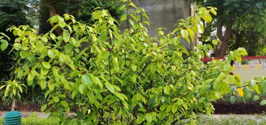 Strophanthus 14