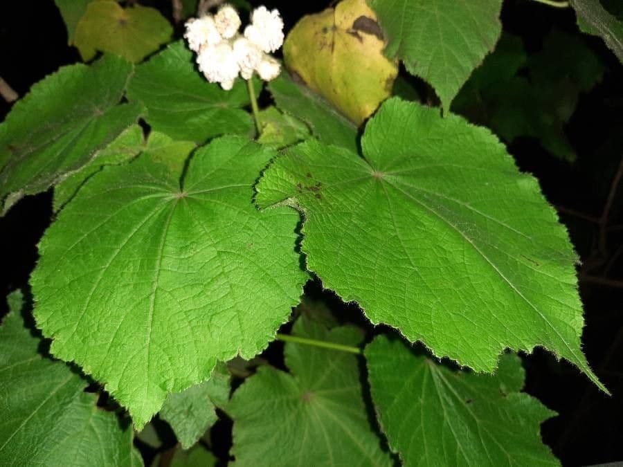 Sparmannia 12