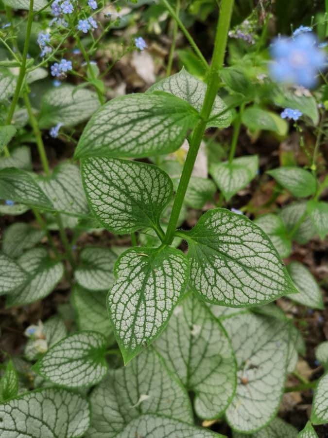 Brunnera macrophylla 18
