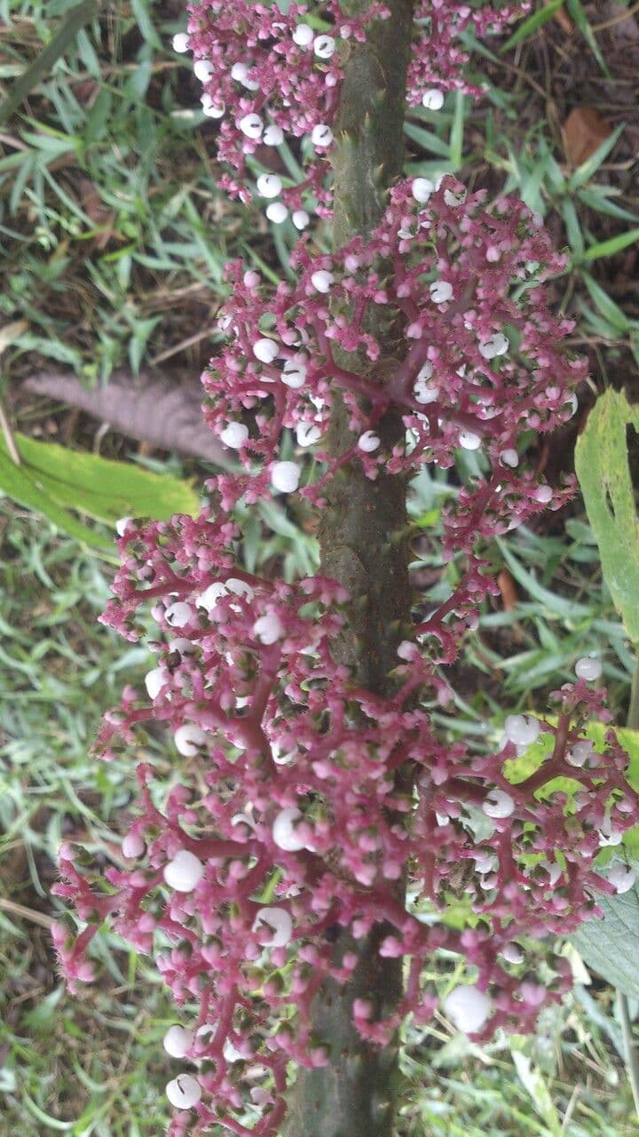 Urera 4