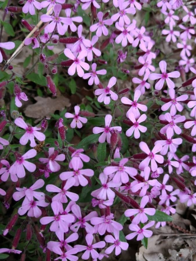 Saponaria rossa 7