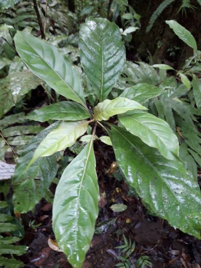 Palicourea crocea 17