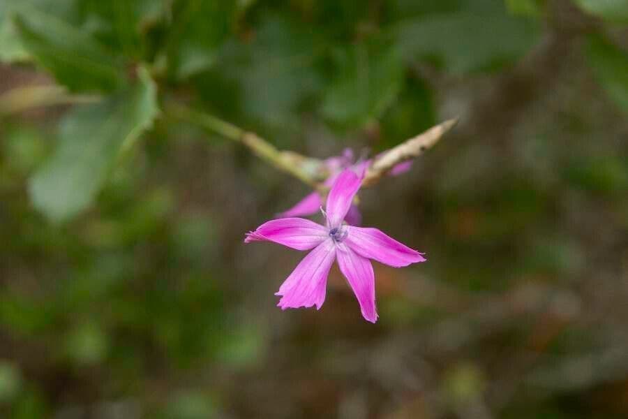 Garofano 2