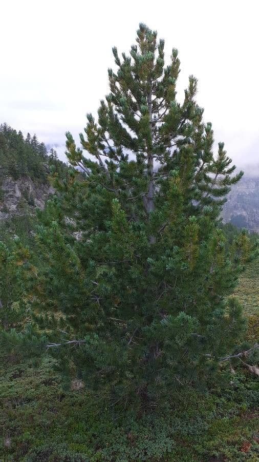 Borovice limba 15