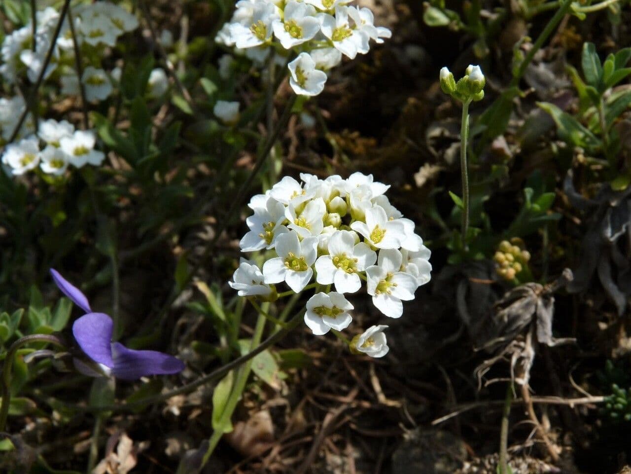 Draba