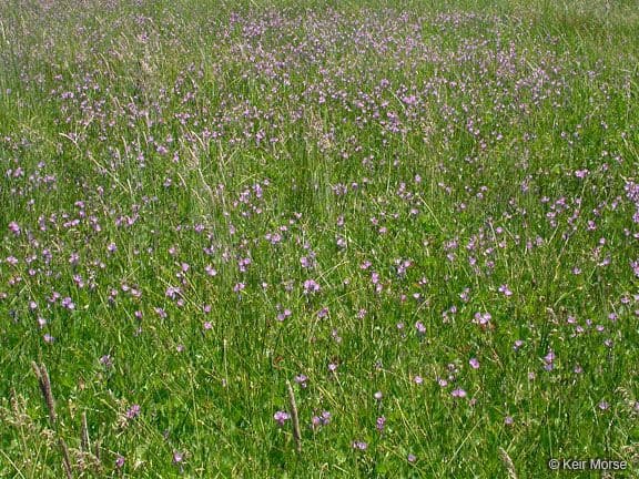 Sidalcea 6