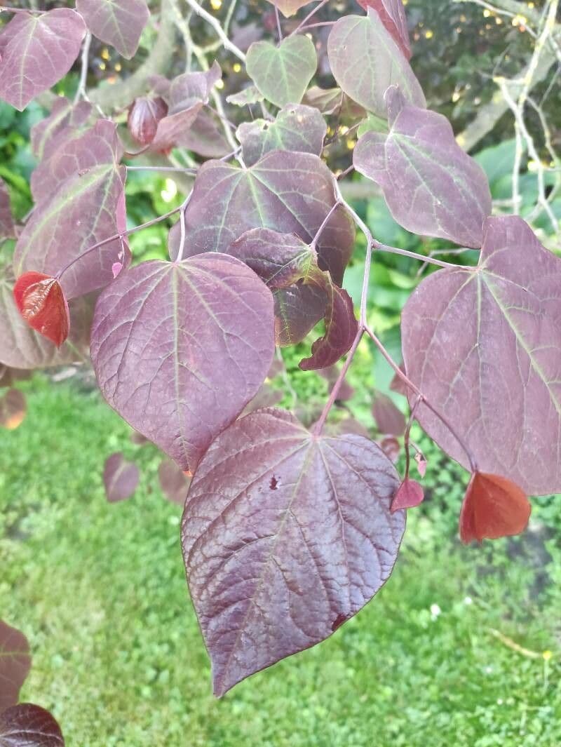 Cercis 4