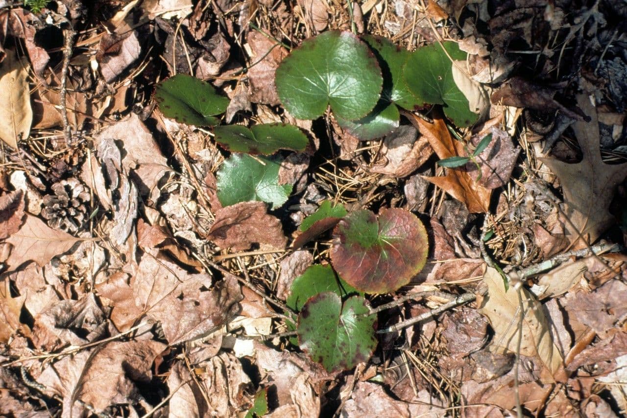 Galax urceolata 16