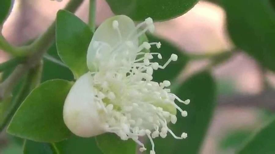 Eugenia 8