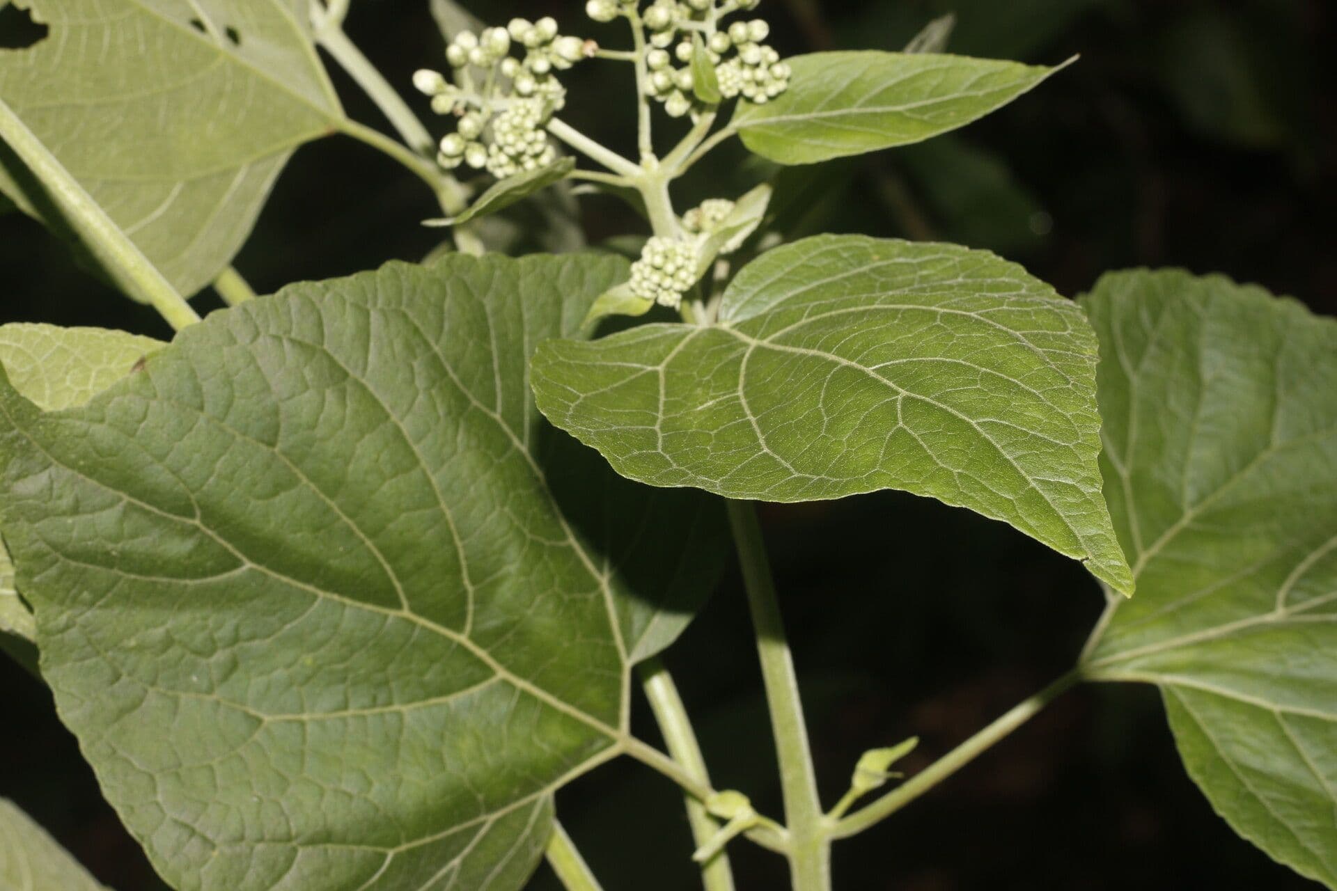 Hebeclinium 2