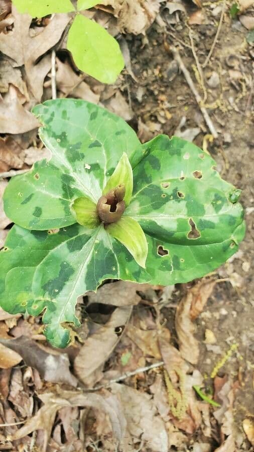 Trillium underwoodii 6