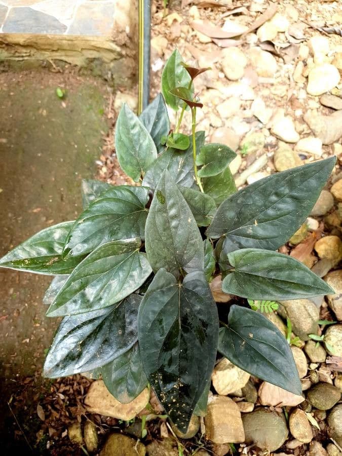 Syngonium