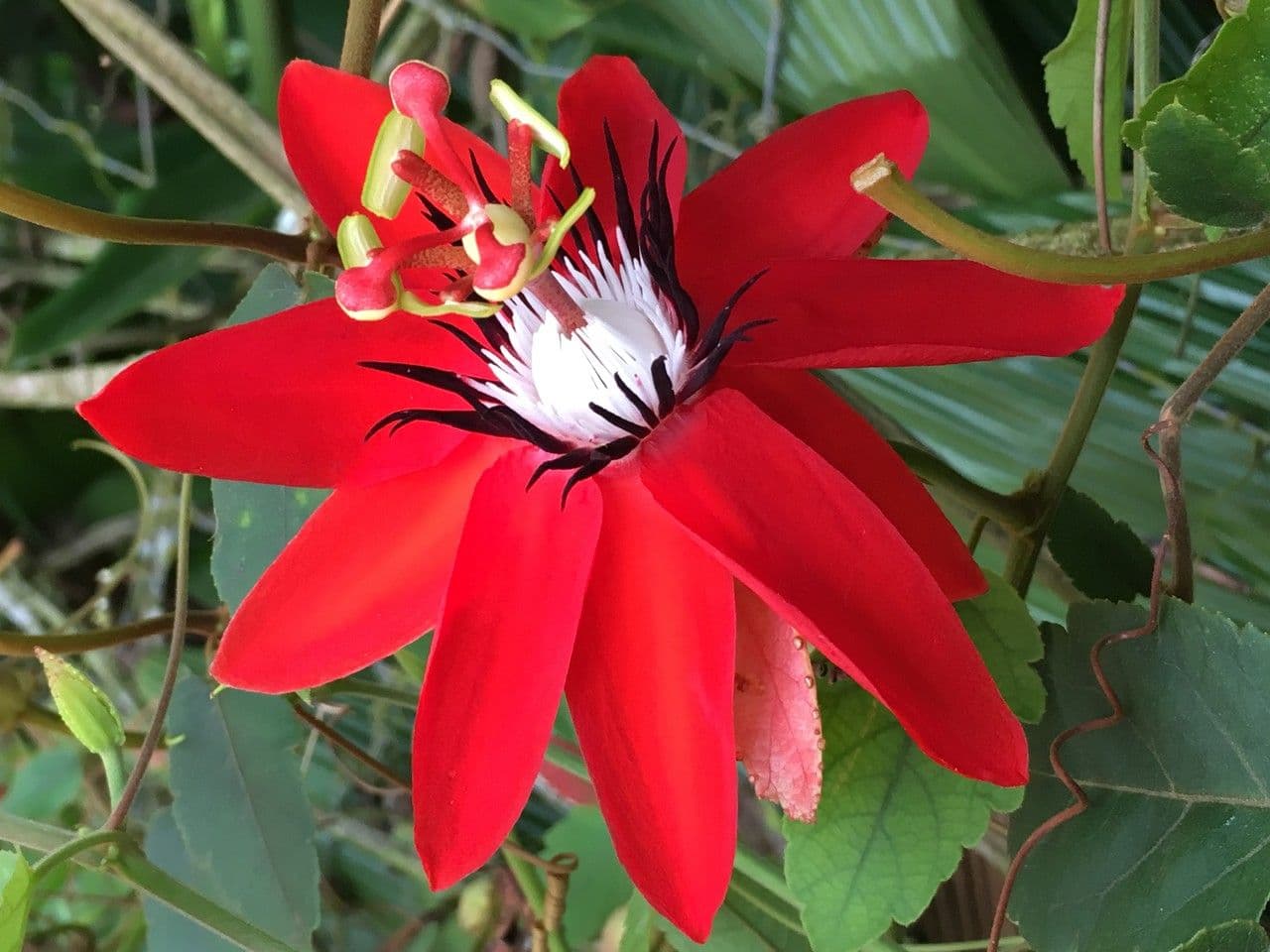 Passiflora 2