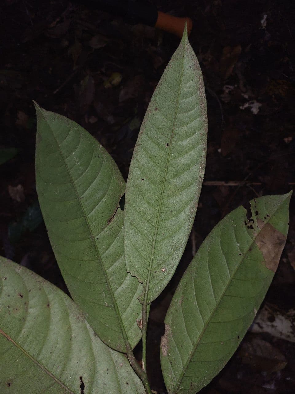 Eschweilera coriacea 8
