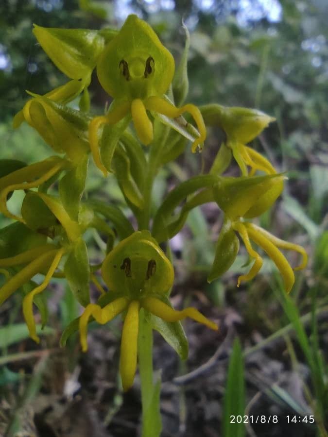 Habenaria 2
