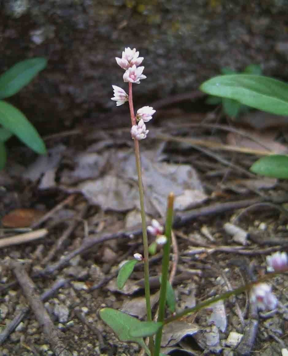Celosia 8