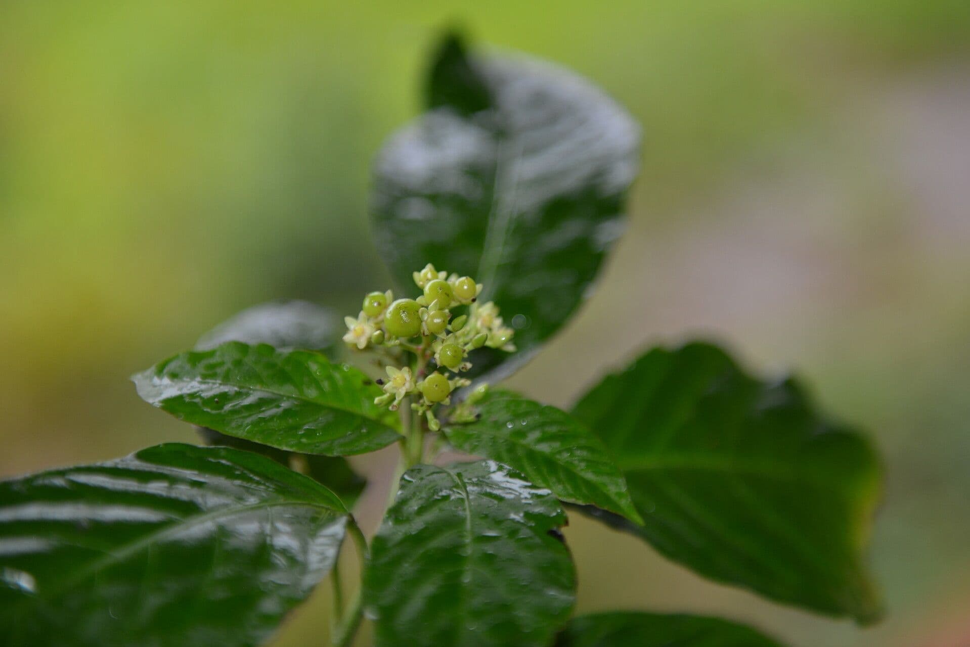 Pleuropetalum 3
