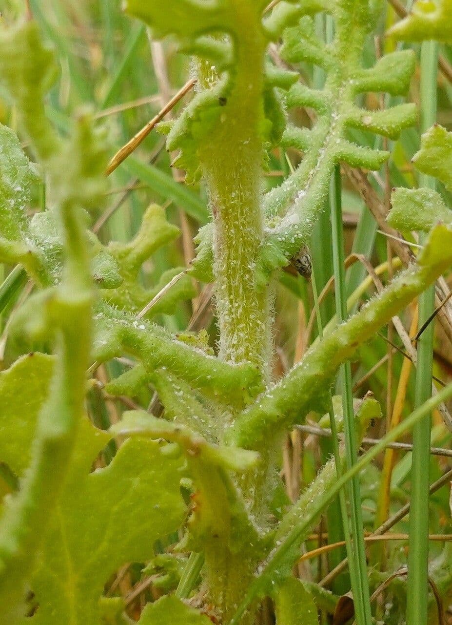 Senecio elegante 18