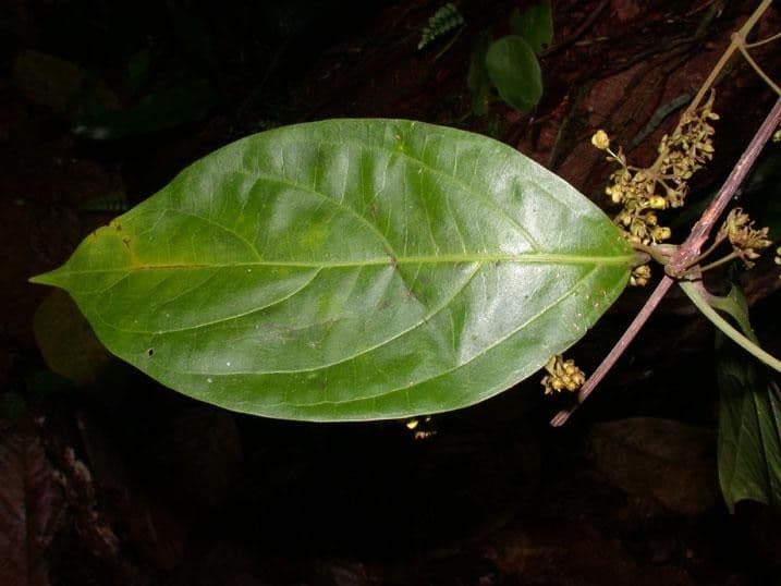Jubelina 6