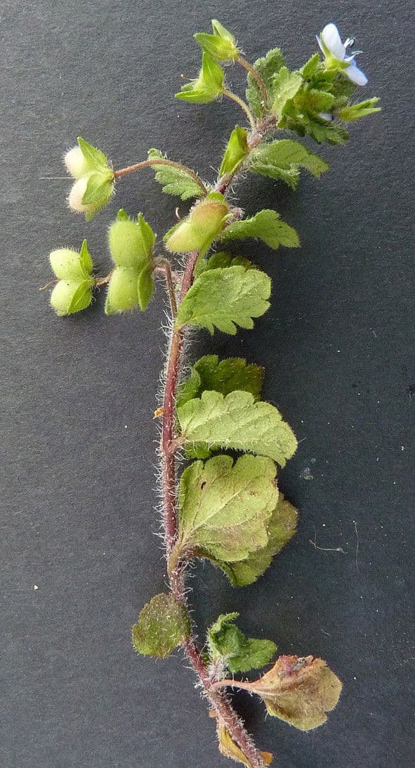 Veronica lucida 23