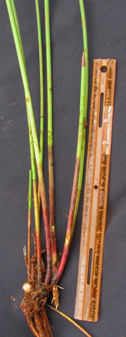 Ważka 30