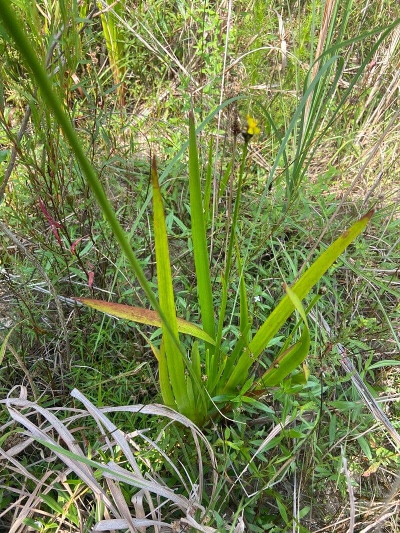 Xyris laxifolia 8