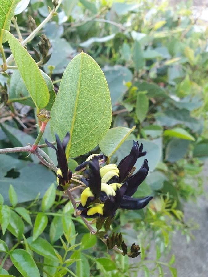Kennedia nera 4
