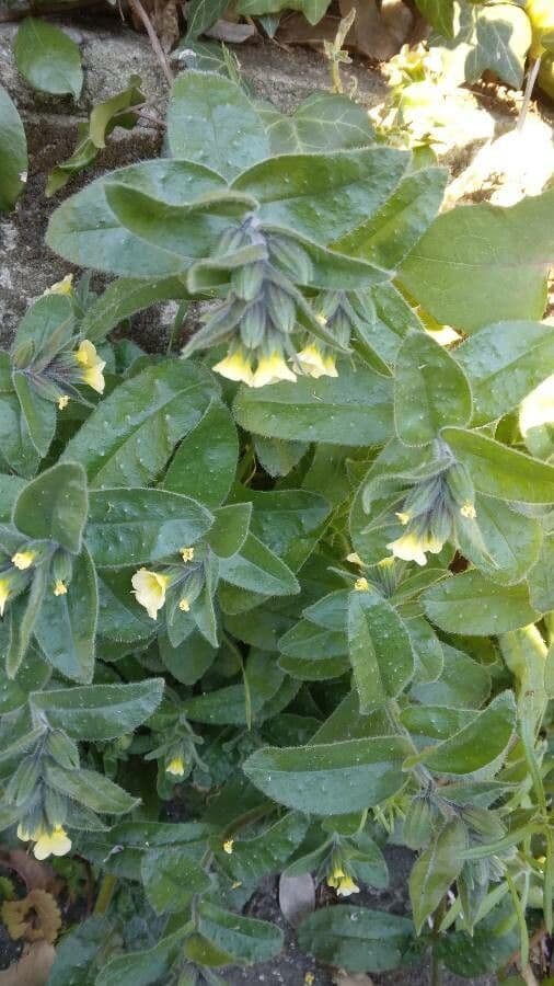 Nonea lutea 13