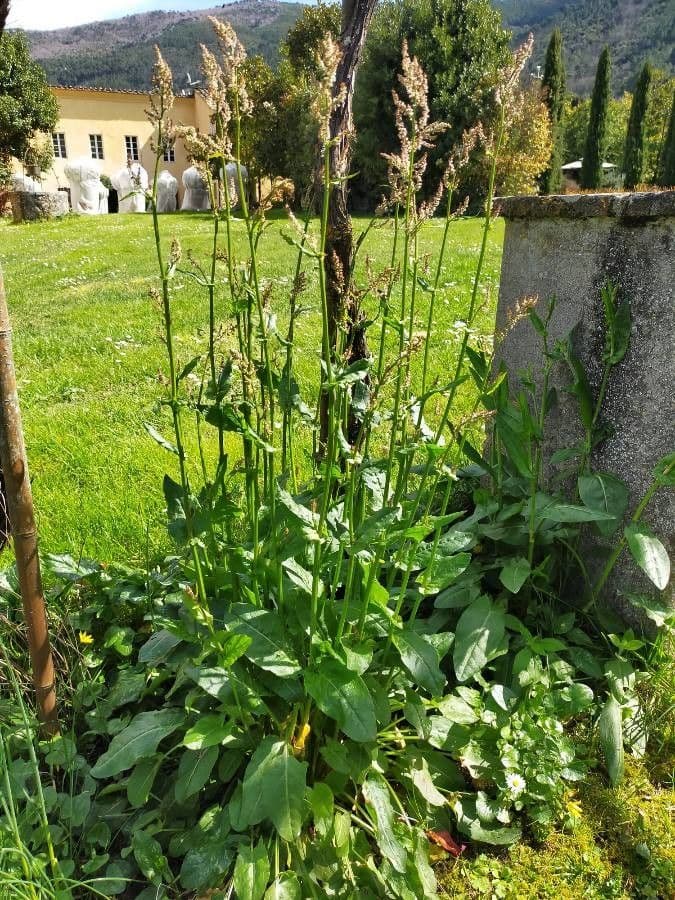 Rumex 11