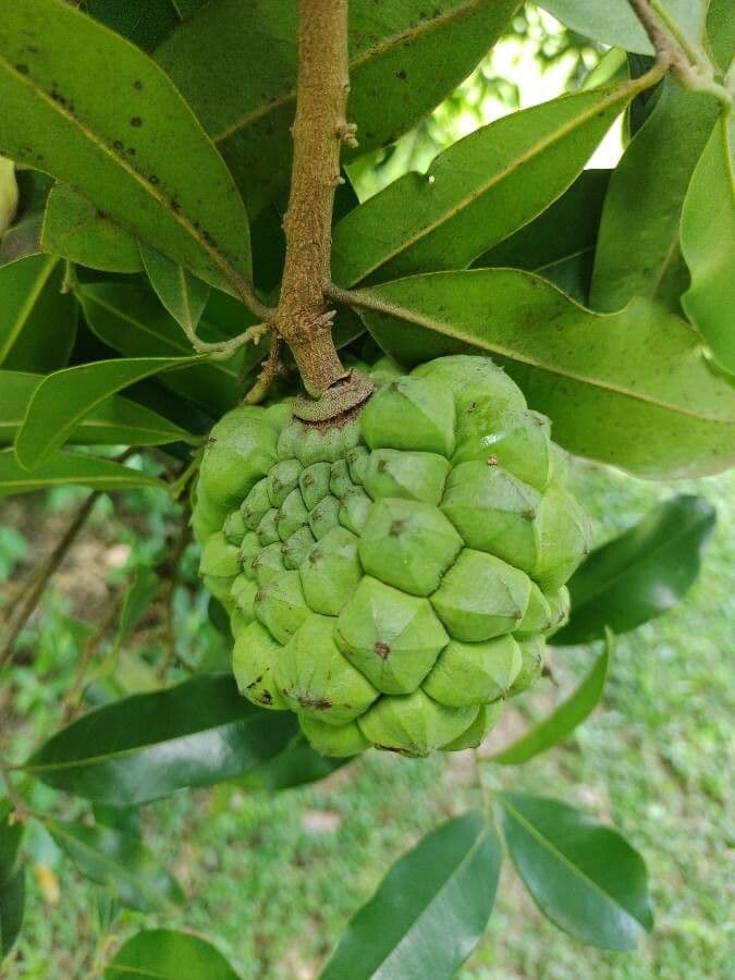 Duguetia 5