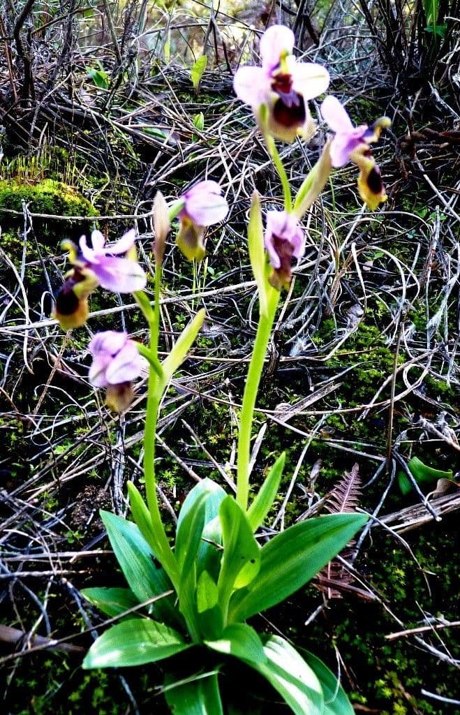 Ophrys tenthredinifera 8