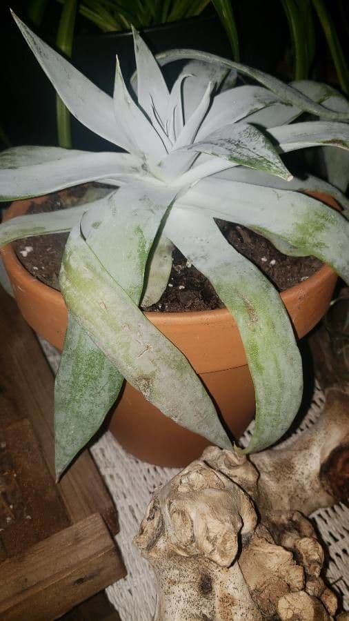 Dudleya di Greene 19