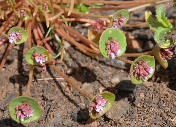 Claytonia parviflora
