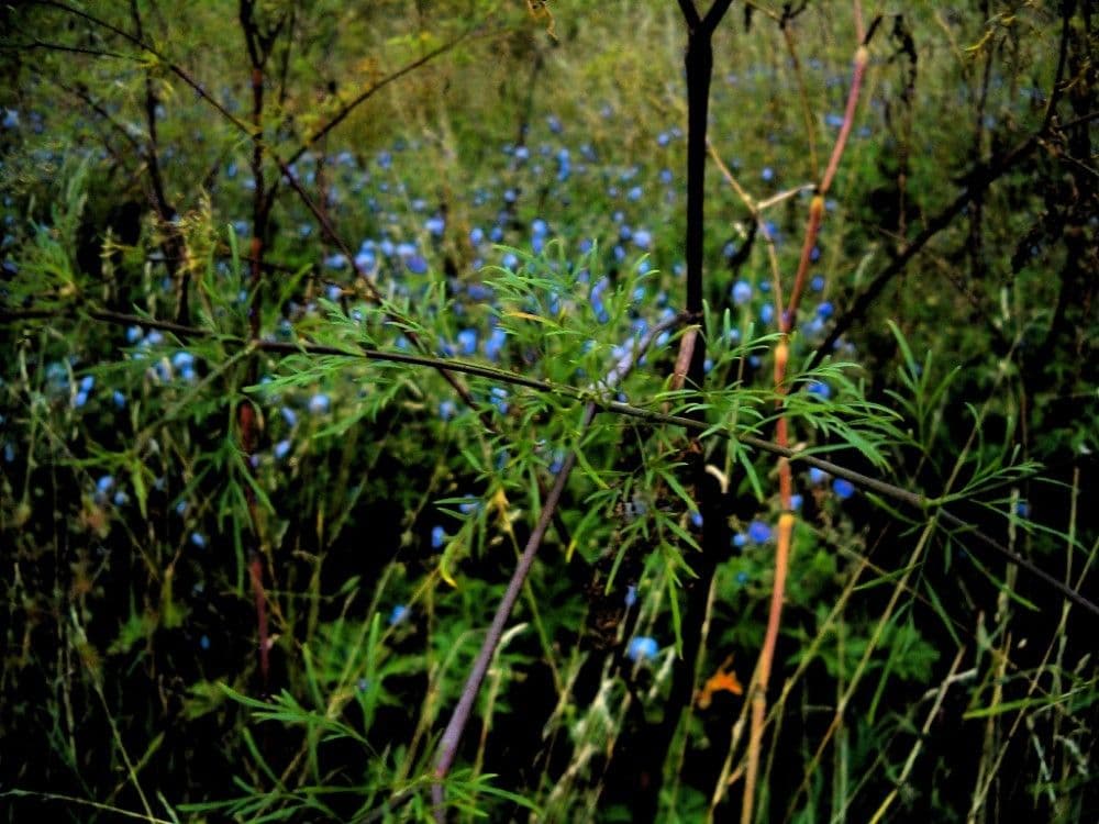 Kerbelrübe 15