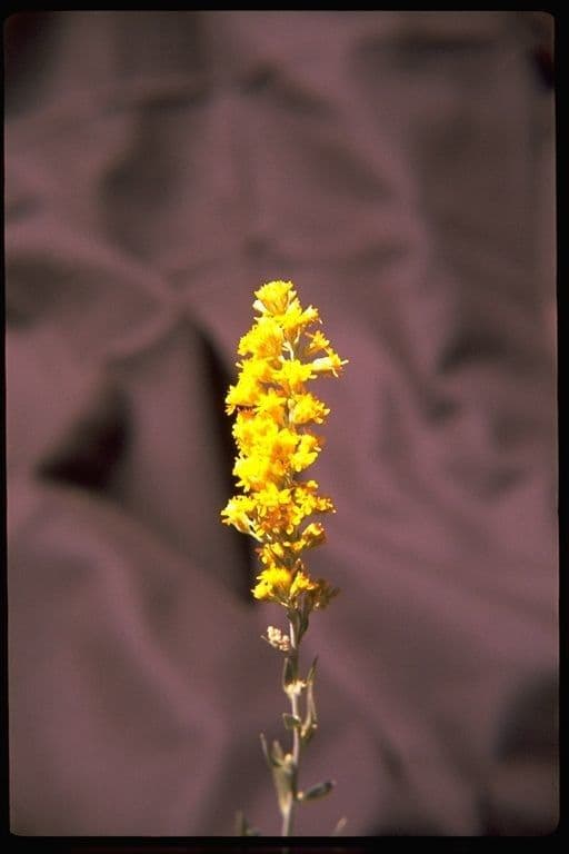 Solidago 8