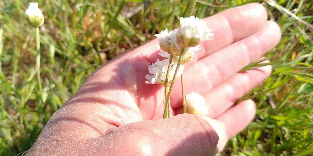 Armeria ruscinonensis 3