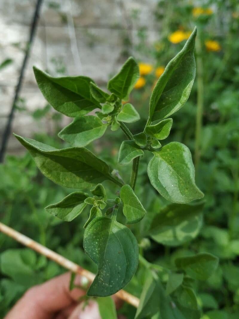 Salpichroa origanifolia 20