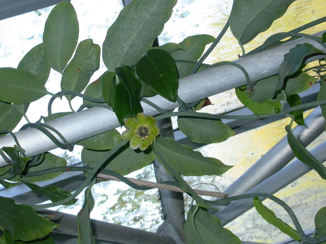 Austrobaileya 8