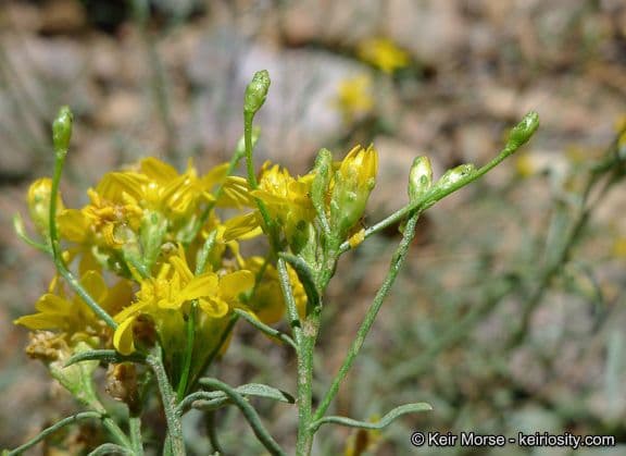 Gutierrezia