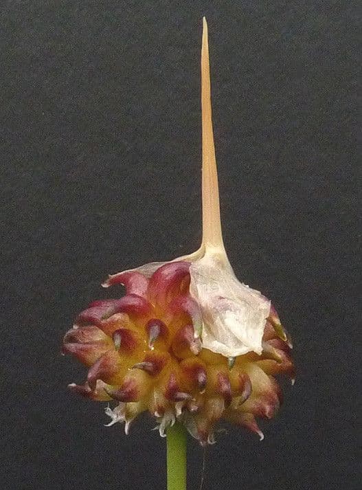 Aglio delle vigne 27