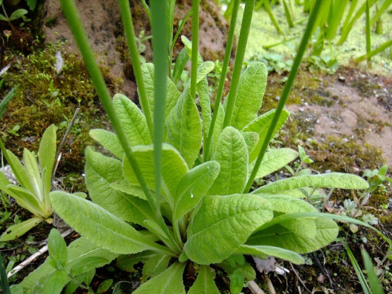 Primula 12