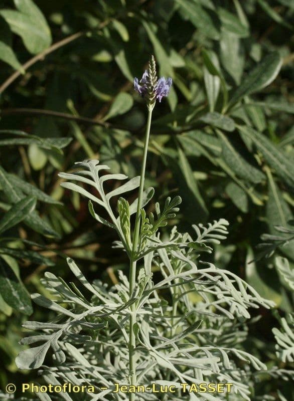 Lavendel 18
